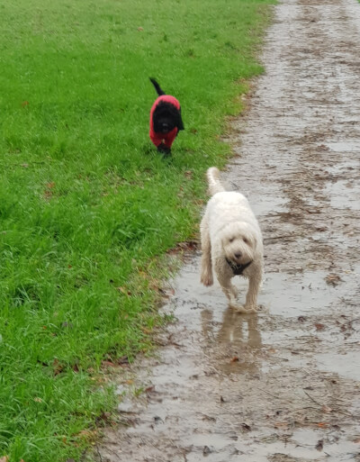 Doggy Day Care Farnsfield