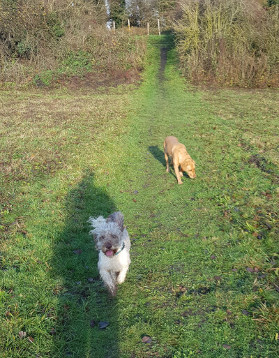 Dog Walking Farnsfield
