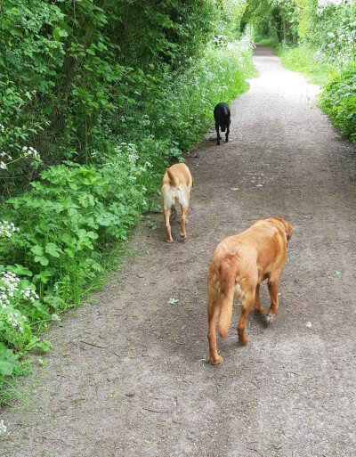 Doggy Day Care Farnsfield