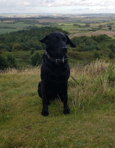 Dog Walking Farnsfield